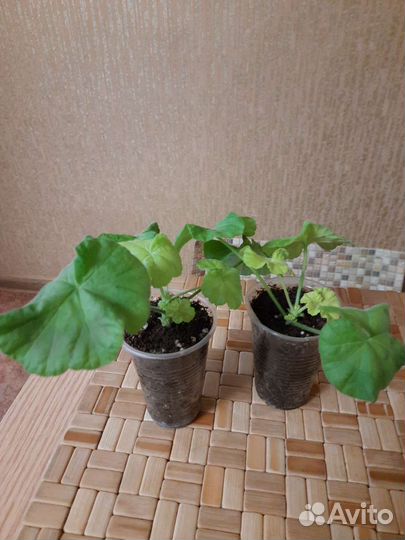 Пеларгония герань