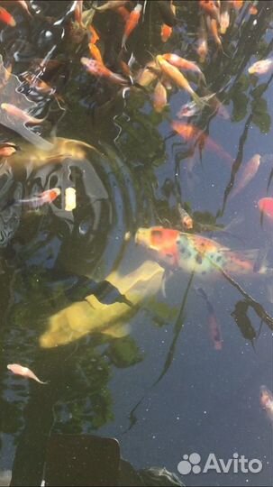 Карпы Кои, кометы, шубункины