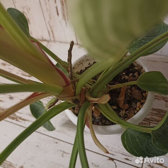 Филодендрон биркин