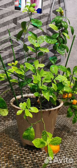 Мандариновое дерево с плодами