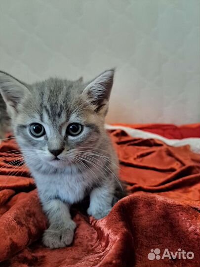 Британская