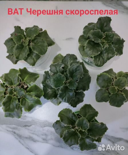 Детки сортовых фиалок