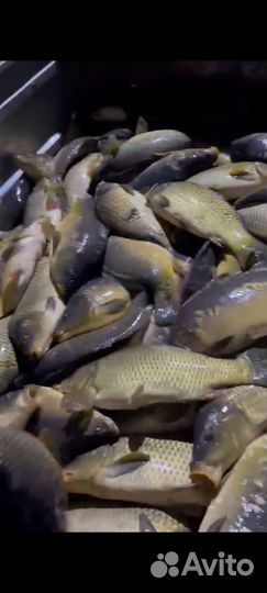 Живая рыба. Карп. Карась. Кефаль.Судак.Толстолоб