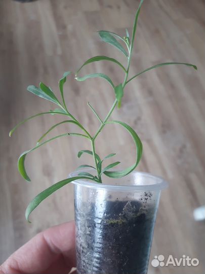 Алиссум сноу принцесс