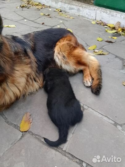 Немецкая овчарка