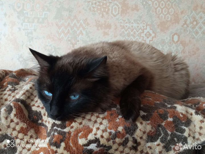 Кот мечтатель