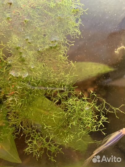 Растения в аквариум и рыбки гуппи