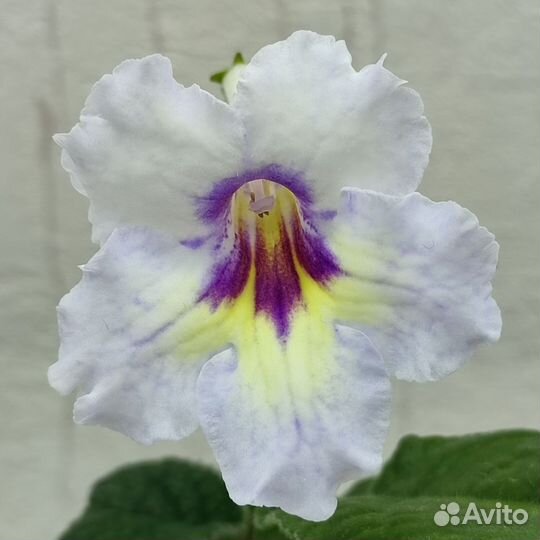 Стрептокарпус детки