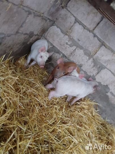 Поросята Дюрок + Кб