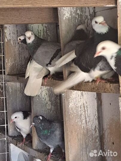 Пермский Голубь