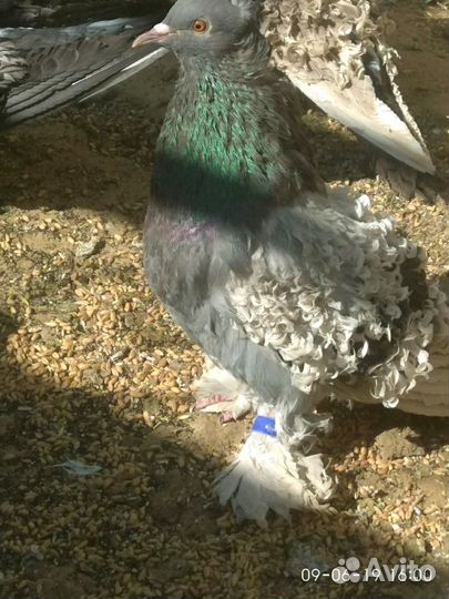 Голуби Кучерявые