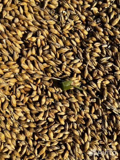 Пшеница,овёс,ячмень