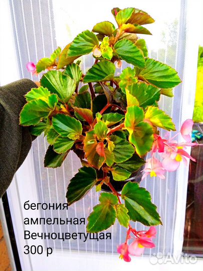 Бегонии сортовые, взрослые