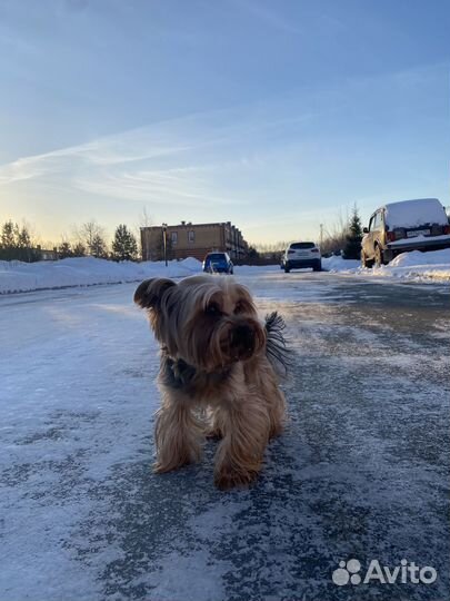 Йоркширский терьер мальчик вязка