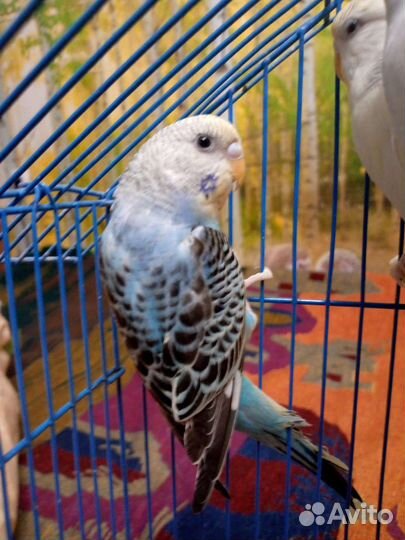 Волнистый попугай