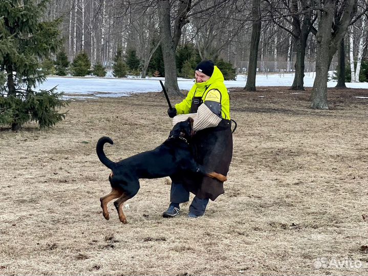 Кинолог. Дрессировка собак. зкс
