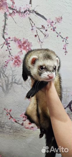 Хорек вязка