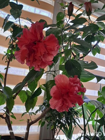 Гибискус китайский махровый