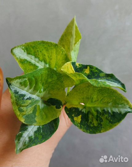 Сингониум Scrambled eggs