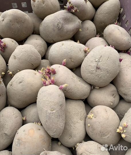 Семенной картофель