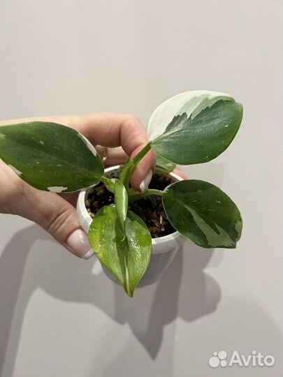 Филодендрон White wizard