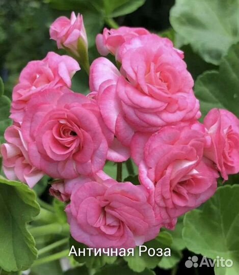 Пеларгонии сортовые часть 1