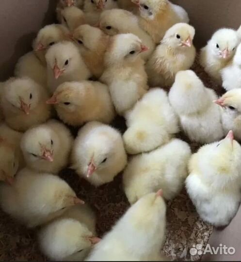 Суточные цыплята Леггорн белый стандарт