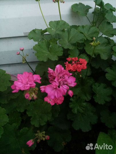 Пеларгония герань