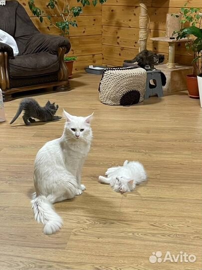 Котята мейн-кун