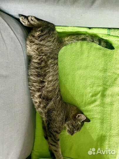 Кот, Фросик
