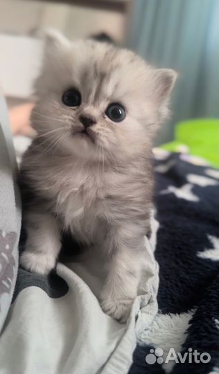 Котята с документами