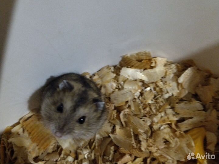 Девочки и мальчик по 100