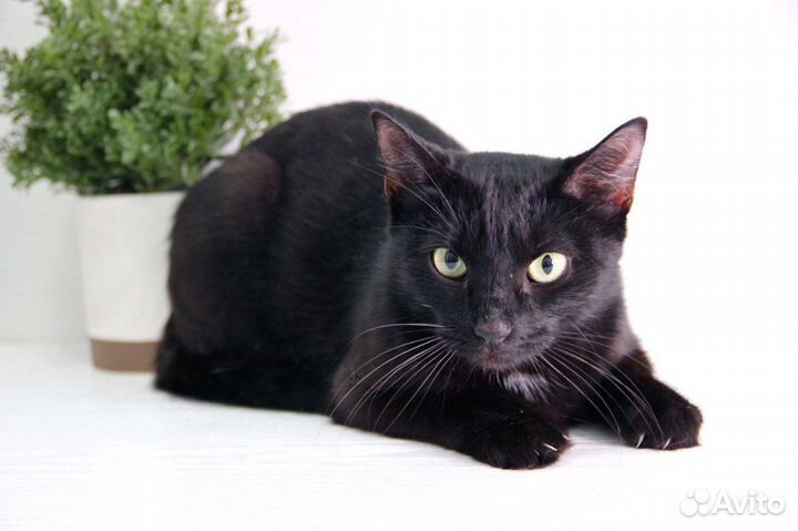 Кошка котенок черная