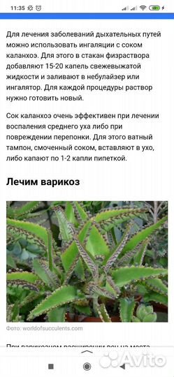 Каланхоэ лечебное лекарь