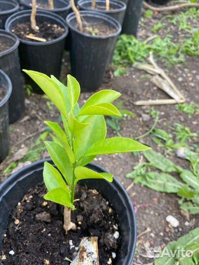 Мандарин Чинотто