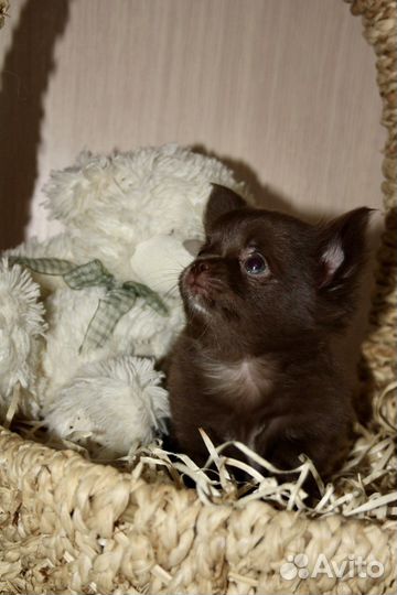 Девочка чихуахуа