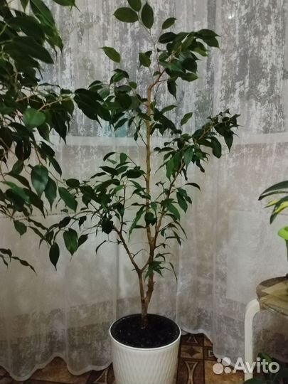 Бенджамина