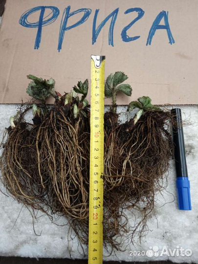 Саженцы клубники