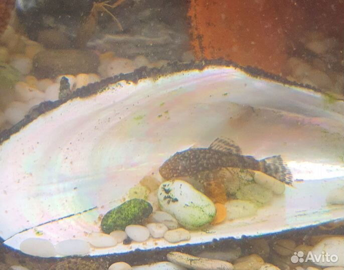 Отдам бесплатно, 2 малыша сомиков