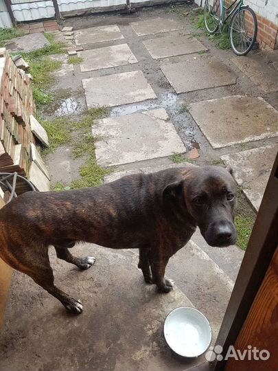 Отдам в добрые руки кобеля кане корсо