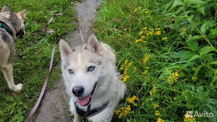 Красавец Скай ищет дом