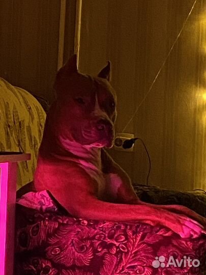 Стаффордширский терьер вязка