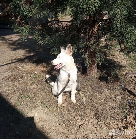 Щенок в добрые руки