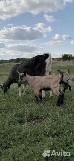 Чешский козел