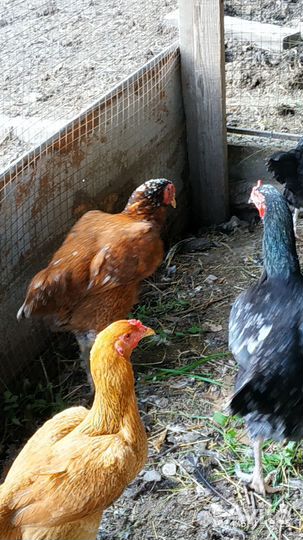 Бойцовые куры