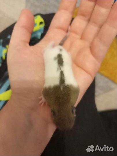 Крысята в добрые руки