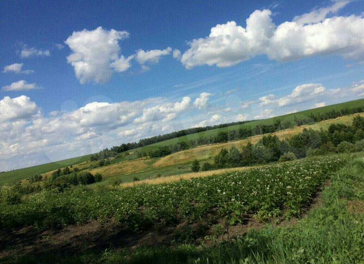 Участок 50 сот. (ИЖС)