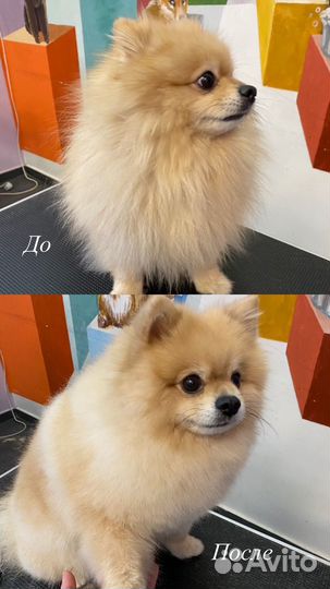 Грумер для собак и кошек