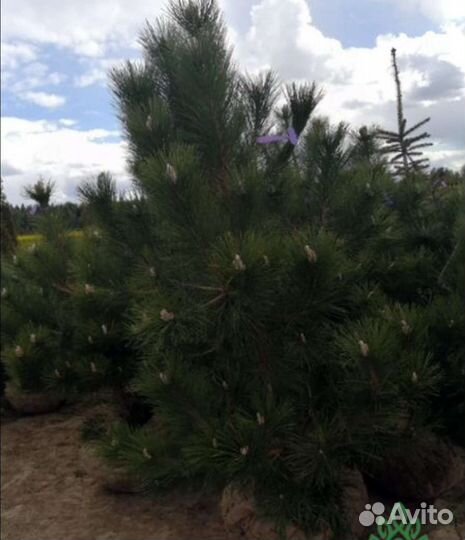 Сосна черная