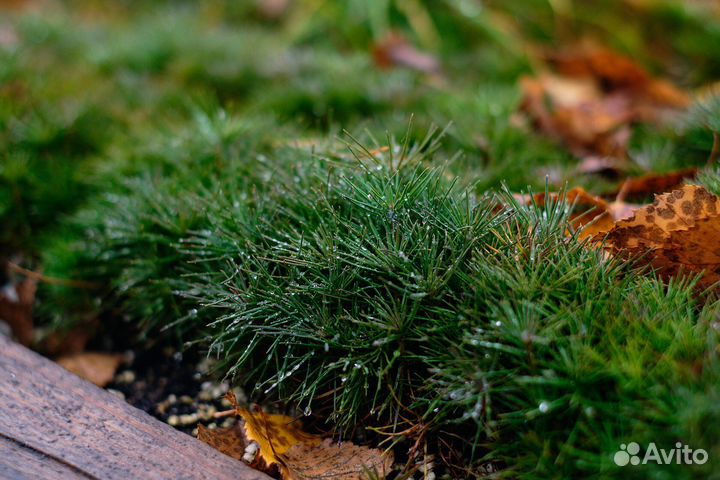 Горные сосны и сеянцы